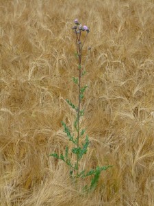 Thistle in Wheat